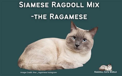 Are you confused about bringing up a Ragdoll and a Siamese cat? What if I tell you that you can get both personalities in the same feline breed. Yes, …